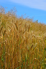 Field of ripe mature wheat ears under blue sky