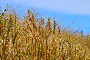 Field of ripe mature wheat ears under blue sky