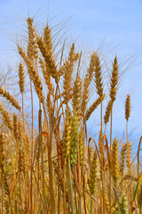 Fototapeta premium Field of ripe mature wheat ears under blue sky