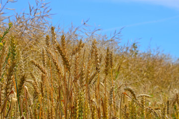 Field of ripe mature wheat ears under blue sky