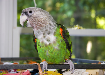 Cape Parrot Sitting on His Cage