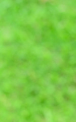Fototapeta premium Photo from defocus blur at green grass in garden