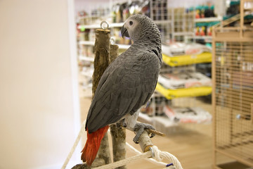 African Grey Parrot in a Pet Store