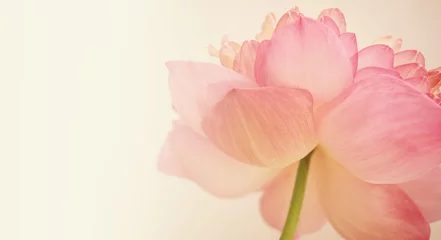 Photo sur Aluminium fleur de lotus lotus rose de couleur douce et de style flou