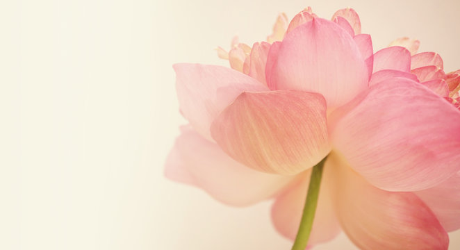 Fototapeta pink lotus in soft color and blur style  