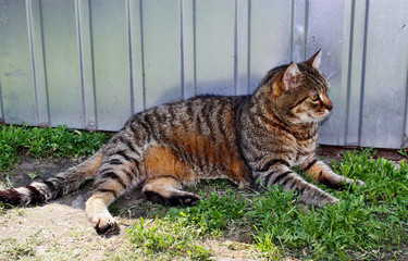 Resting cat