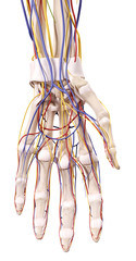 Arm Anatomy stock photos and royalty-free images, vectors and