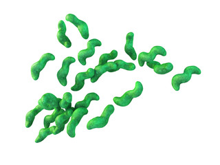 medical bacteria illustration of the campylobacter