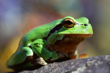 Frog