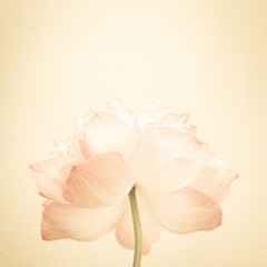 sweet color flower petals in soft color and blur style on mulberry paper texture
