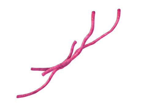 medical bacteria illustration of the Bacillus anthracis