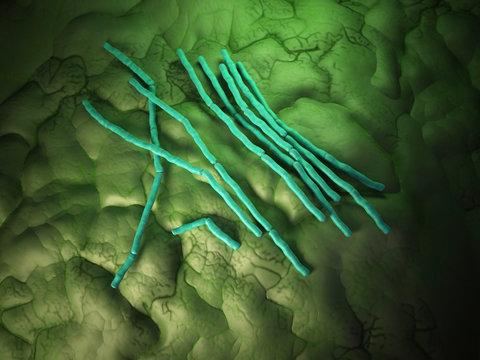 medical bacteria illustration of the Bacillus cereus