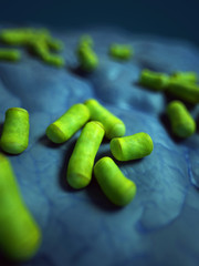 medical bacteria illustration of the lactobacillus