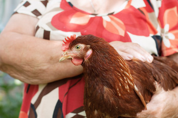 Old woman holding chicken in hands