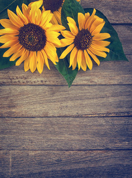 Sunflowers on an old wooden background