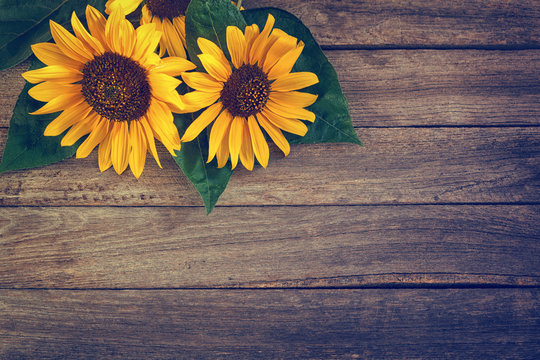 Fototapeta Sunflowers on an old wooden background