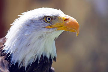 North American Bald Eagle