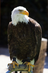 North American Bald Eagle