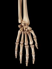 medical accurate illustration of the hand bones