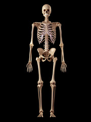 medical accurate illustration of the human skeleton