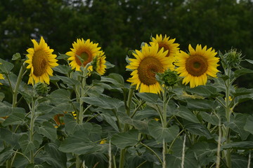 Tournesols en maturité au Périgord Vert 