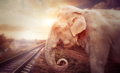 Fototapeta premium elephant at railway road sunset