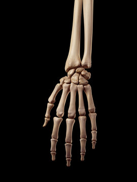 medical accurate illustration of the hand bones