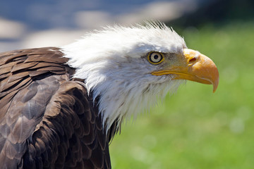 North American Bald Eagle