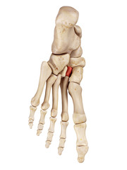 medical accurate illustration of the intermediate cuneiform bone