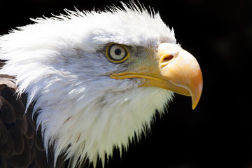 Obraz premium North American Bald Eagle