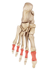 medical accurate illustration of the proximal phalanx bones