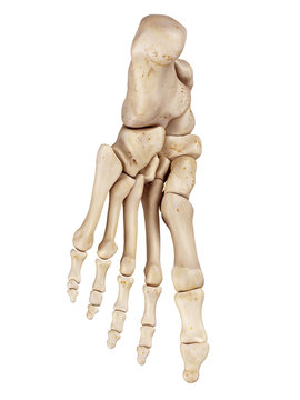 medical accurate illustration of the foot bones
