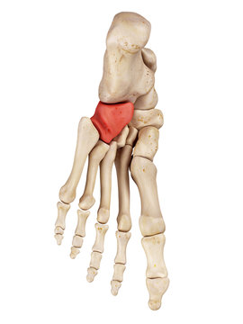 medical accurate illustration of the cuboid bones