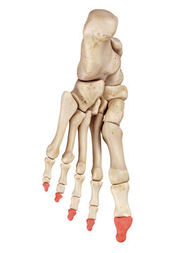 medical accurate illustration of the distal phalanx bones