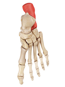 medical accurate illustration of the calcaneus bone