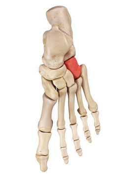 medical accurate illustration of the cuboid bone