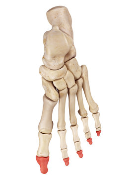 medical accurate illustration of the distal phalanx bones