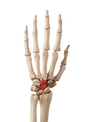 medical accurate illustration of the capitale bone