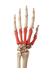 medical accurate illustration of the metacarpal bones