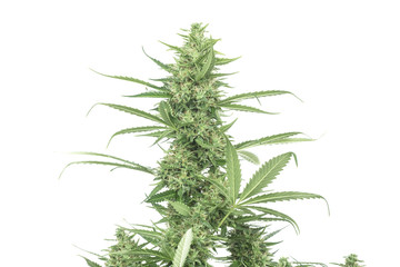 Bush of cannabis isolated on white