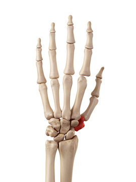 medical accurate illustration of the trapezium bone