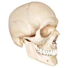 medical accurate illustration of the human skull