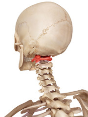 medical accurate illustration of the atlas bone