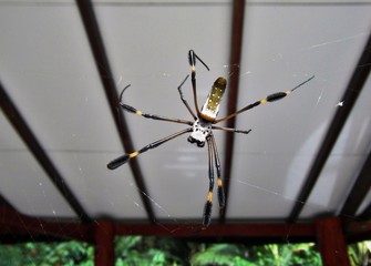 Spinne mit Schuhen