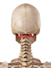 medical accurate illustration of the atlas bone