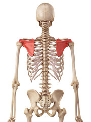 medical accurate illustration of the scapula