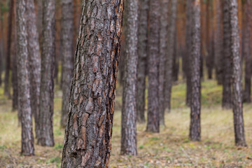 Fototapeta premium Kiefernwald