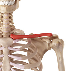 medical accurate illustration of the clavicle