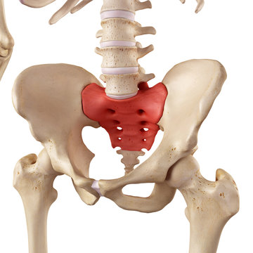 medical accurate illustration of the sacrum