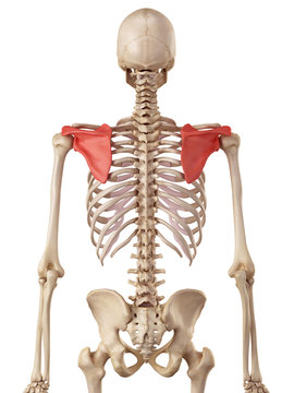 medical accurate illustration of the scapula